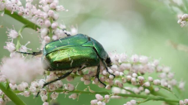 Bronzovka golden or June beetle crawls along the flower and collects nectar. Beetle on a white inflorescence in spring. White inflorescences sway in the wind in spring.