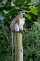 Naklejka na ściany i meble Green Monkey - Chlorocebus aethiops resting on tree stump in kenya national park.