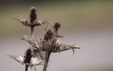 thistle in the wind