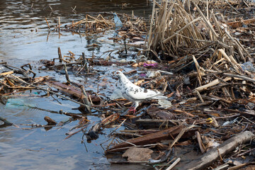 Garbage on banks of Dnieper River. white dove siting on trash. Plastic bottles, logs, styrofoam and other rubbish on river bank. Ecological concept. earth day.  globe pollution. Garbage on city beach.