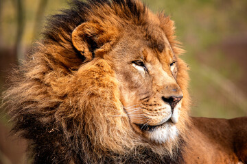 portrait of a lion