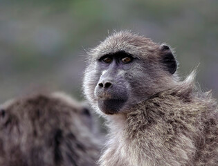 Wild young baboon monkey looks passionately into the camera.