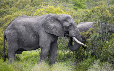 Wild African elephant with large fangs feeds in the bushy savannah.