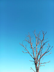 Obraz premium Winter Tree