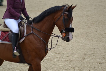 Obraz premium Bay Horse and Rider