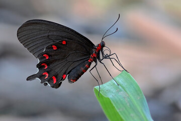 Mariposa corazón de Moctezuma