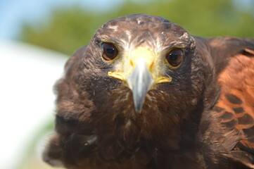 close up of a falcon