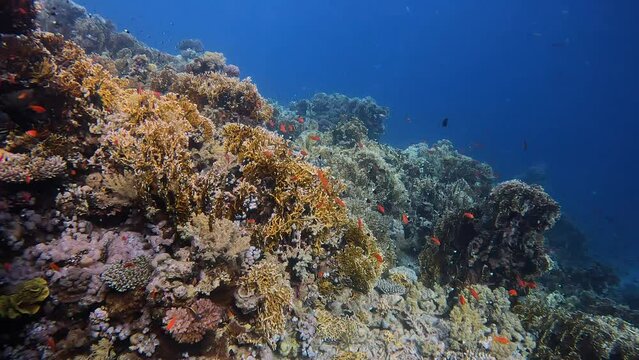 Underwater video of a coral reef with fish swimming and blue water