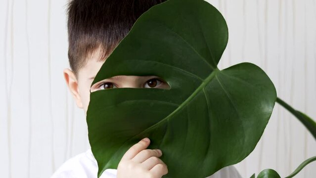 kid is hidding over mostera plant house flower leag looking with eye throught stripe.home interior child boy is smiling having fun holding.home plant care monstera leaf light green and dark
