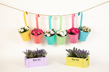 Maceteros de colores variados con flores y cajas con lavanda. - obrazy, fototapety, plakaty