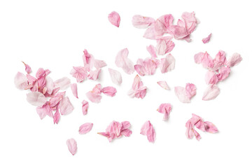 group of delicate pink cherry flower petals, isolated over a transparent background, romantic spring, summer, or wedding design element - obrazy, fototapety, plakaty