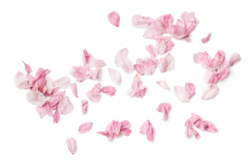 group of delicate pink cherry flower petals, isolated over a transparent background, romantic spring, summer, or wedding design element