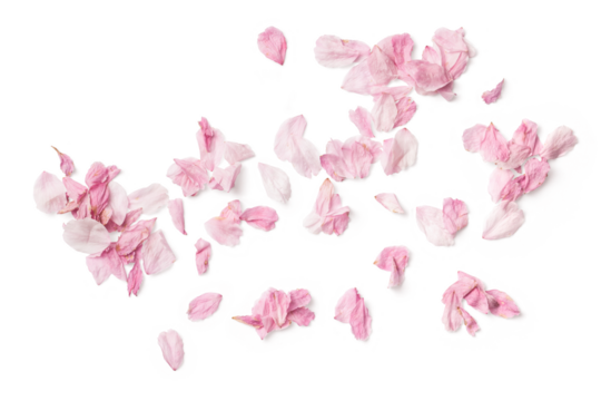 group of delicate pink cherry flower petals, isolated over a transparent background, romantic spring, summer, or wedding design element