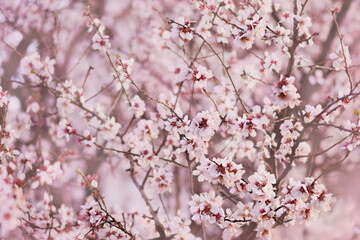 Spring blossom, springtime pink flowers bloom, pastel and soft floral card, selective focus, shallow DOF, toned