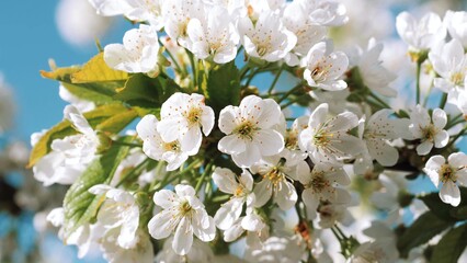 Springtime. White flower. New life. Flowering in the garden of trees. Blooming. Spring mood, awakening of nature. Beautiful Spring Flowers.