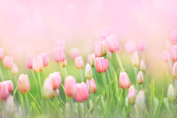 Spring blossoming tulips in garden, springtime bright flowers in the field, pastel and soft floral card, selective focus, shallow DOF, toned