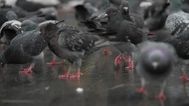A large flock of pigeons walk down the street in search of food, slow motion