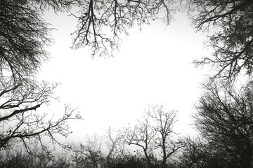 Frame made from bare trees of a foggy forest with transparent background with empty area for text and can be put on any image. (png image)