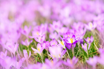 Spting blossoming lilac crocuses on field, blooming violet crocus flowers soft background, selective focus, shallow DOF
