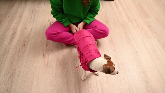 Caucasian woman dressing jack russell terrier dog in pink vest. 