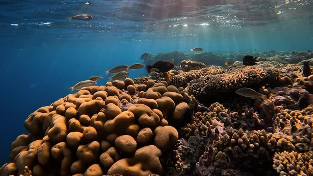 Underwater video of coral reef near the surface with fish in the Red Sea, Egypt