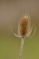Beautiful close up of golden thistle details in vertical format with copy space