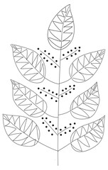 Line drawing of branch of leaves and seeds