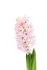 Pink  Hyacinth flower isolated on white background