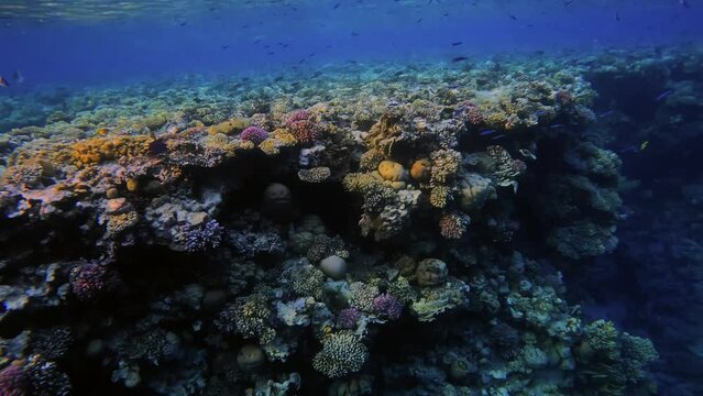 Underwater video pan of coral reef in distance, Red Saa, Egypt