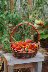 red ripe tomatoes in wicker basket in greenhouse on farm. grow produce and fruit in garden for sale or for food. organic food, veggie raw vegetables for whole family, meal in supermarket