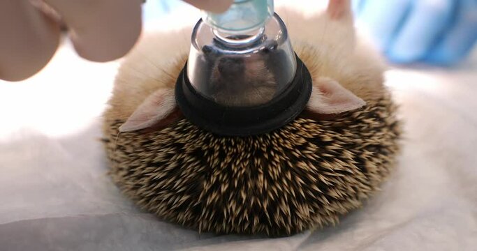 The pet hedgehog lies in anesthesia on the operating table in an oxygen mask worn on the muzzle. Surgery on the stomach under gas anesthesia. Concept hedgehog pet on operation.