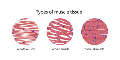 Types of muscle tissue - obrazy, fototapety, plakaty