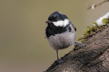 Close up coal tit bird perched on a branch 