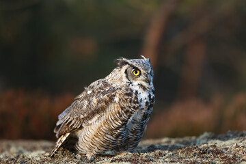 great horned owl (Bubo virginianus), also known as the tiger owl