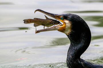 Great cormorant catching fish. Great cormorant with fish in it's beak.