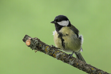 Close up of great tit bird perched on a branch