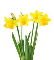 Naklejka premium Spring floral border, beautiful fresh daffodils flowers, isolated on white background. Selective focus 