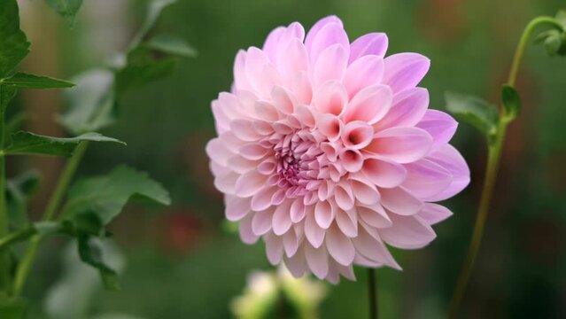 Blooming pink dahlias in summer. Beautiful lush flower. Garden in a country house.