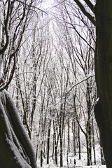 Snow in the forest. Winter forest. Winter. Snow. Snow covered trees in the forest. Vertical.
