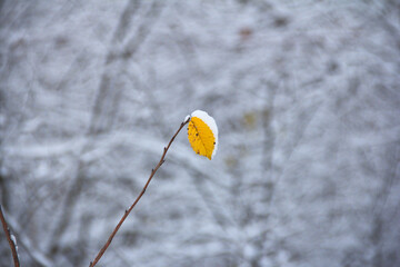 Yellow, autumn leaf in winter. On the background of snow-covered trees. On a blurred background. Close up.