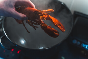 putting lobster in a pot for cooking, kitchen. High quality photo