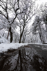 Fototapeta premium Snowy trees in forest in winter
