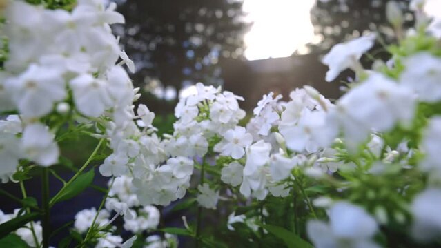 Blooming. Springtime. White flower. New life. Spring mood, awakening of nature. Beautiful Spring Flowers.