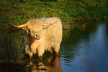 Fototapeta premium A Highland Cow (taken near Stirling, Scotland)