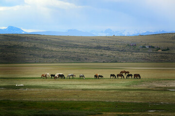 Obraz premium Patagonian Horses, near El Calafate, southern Argentina