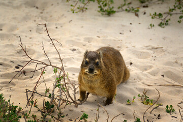 A 'dassie' (also known as 'rock hyrax') - an animal native to Africa. This one here was taken at the top of Table Mountain, Cape Town, South Africa