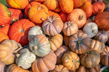 Pumpkins with different orange color at a farm during harvest season in October background, price tag on the pumpkins