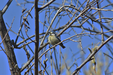 Colorfull blue tit perched on branch without leaves