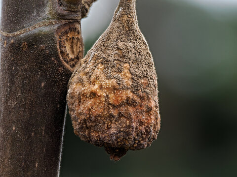 Un fruto marchito colgando del &aacute;rbol 