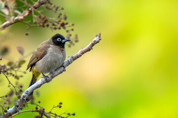 Cute bird White spectacled Bulbul. Nature backgound. Pycnonotus xanthopygos.

